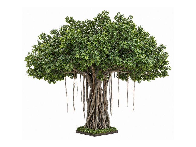 Banyan tree