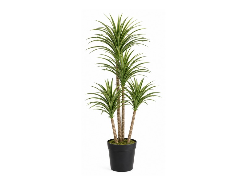 Dracaena plant