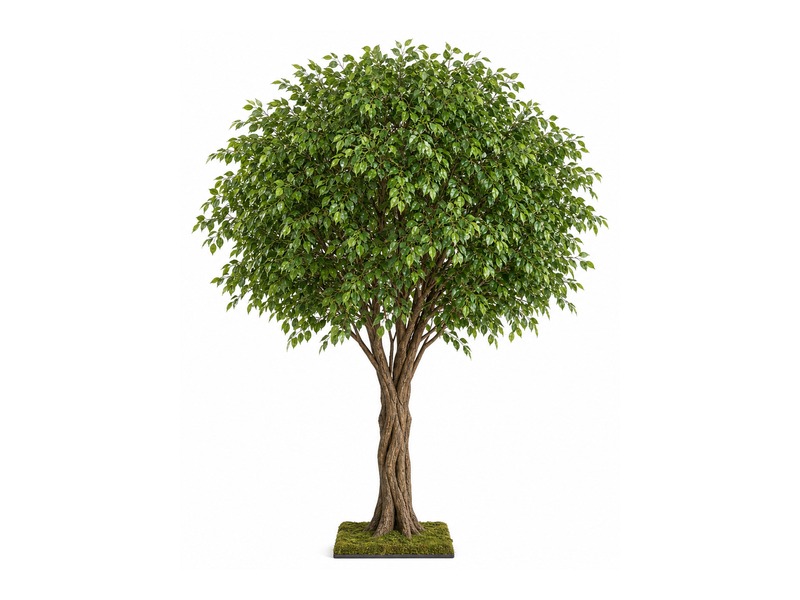Bonsai tabletop tree