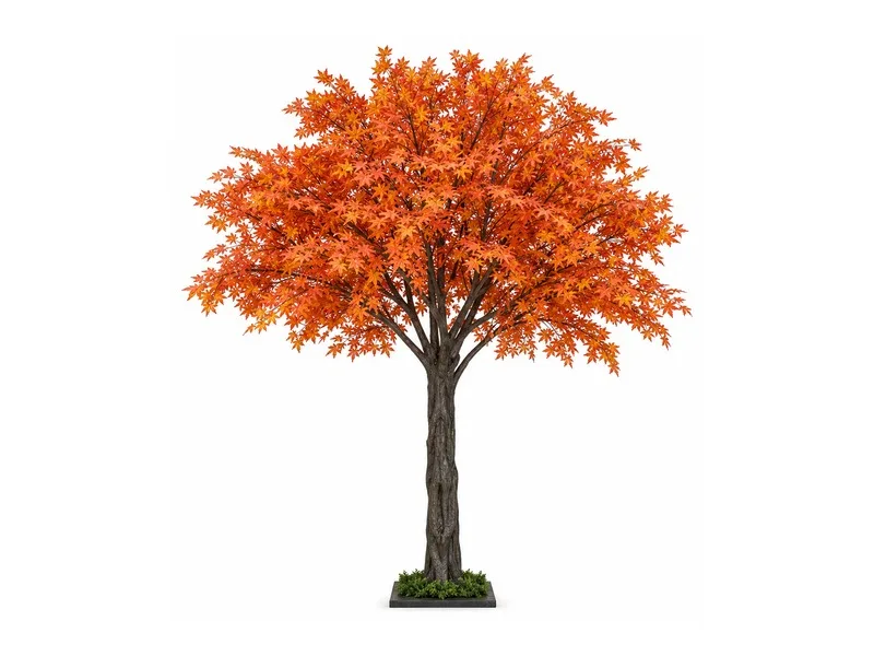 Autumn Maple Tree