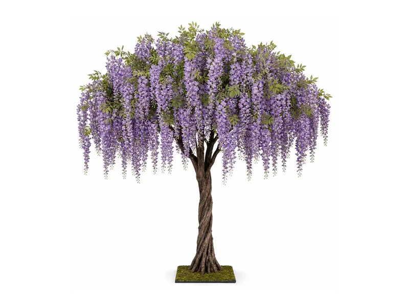 Wisteria