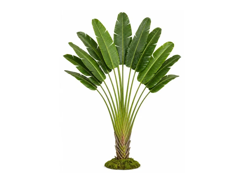 Traveler's Palm