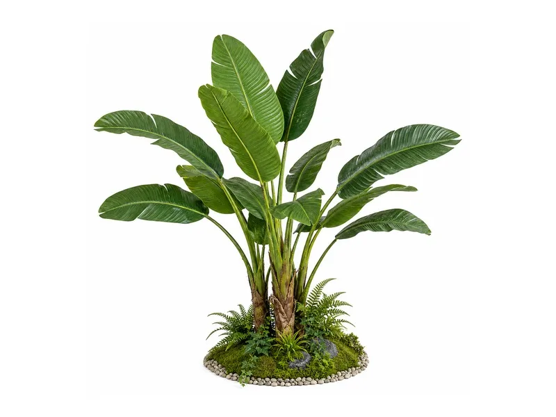 Banana Leaf Plant