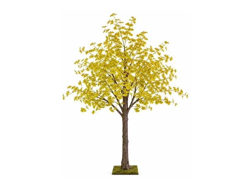 Golden Ginkgo