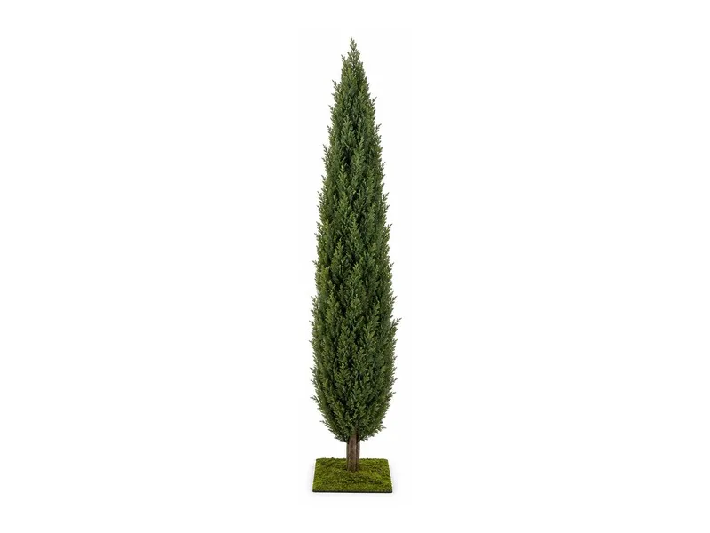 Cypress