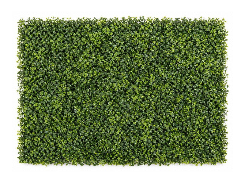 Boxwood hedges
