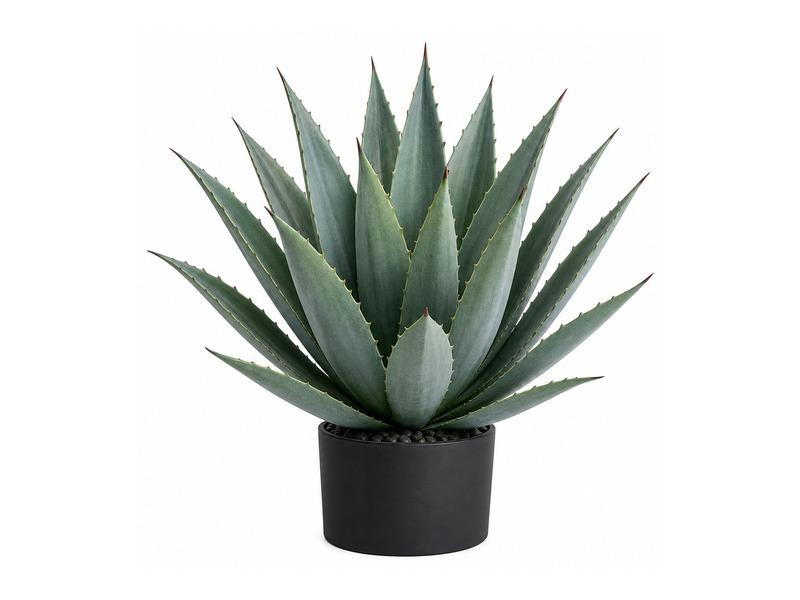 Tabletop plant arrangement